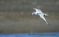 AAKVDH 0036 Chroicocephalus philadelphia.JPG