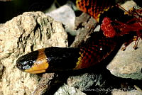 HBB0058 Micrurus diastema.jpg