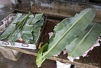 ARL00107 Hecelchakan, Campeche.jpg