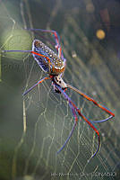 IMDOC0027 Nephila clavipes.jpg