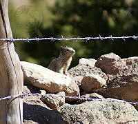IE003 0049 Otospermophilus variegatus.jpg