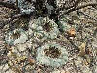 CGVM0516 Lophophora williamsii.jpg