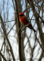 AAKVDH 0079 Pyrocephalus rubinus.JPG