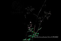 Huitz 0593 Govenia mutica.jpg