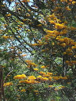 CGL1123 Grevillea robusta.jpg