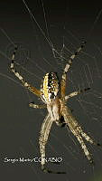 SM0319 Neoscona oaxacensis.jpg
