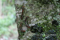 ZG016 0034 Arsenura armida armida.jpg