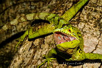 EGP0413 Laemanctus serratus.jpg