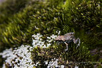 MASM08247 Eleutherodactylus grandis.jpg