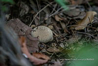 ZAPF 0751 Lycoperdon perlatum.jpg