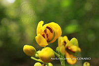 AKGC003 Senna septemtrionalis.JPG