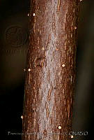 FJRS0205 Rhizophora mangle.jpg