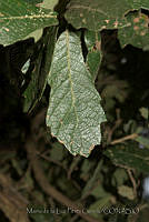 MDLLPG0121 Quercus deserticola.jpg