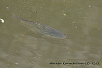 AAKVDH 0116 Oreochromis mossambicus.JPG