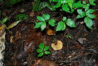 DK0776 Fungi.jpg