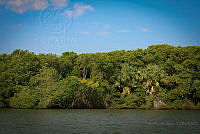 FBA0526 Rhizophora mangle.jpg