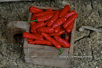 RG055 0057 Capsicum annuum.JPG