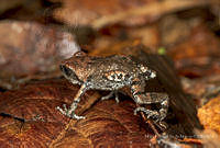 MASM07225 Eleutherodactylus grandis.jpg