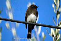 GRC0038 Sayornis nigricans.jpg