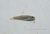 HE009 P 0208 Fundulus grandis.jpg