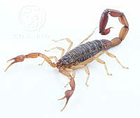 MASM07550 Centruroides noxius.jpg