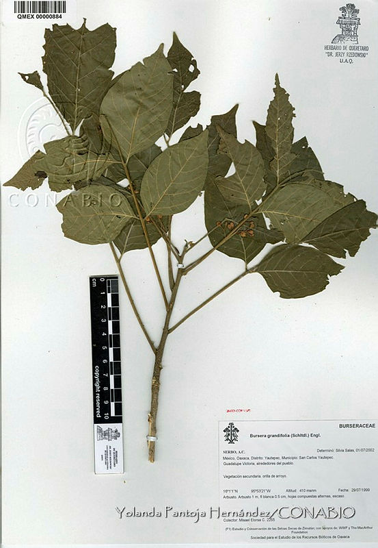 YPH0513%20Bursera%20grandifolia.jpg.rifn4JH0MXUBV9thQA3g0JtbmFja29CbnFuZ3NAbXJ6LGtwZwA.KicgAx B U