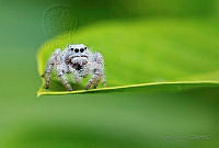 JGT05 Paraphidippus fartilis.jpg