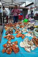 IMDOC Hong 0042 Hypomyces .jpg