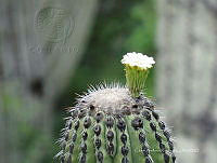 CAR 0009 Carnegiea gigantea.jpg