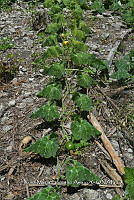 SG019 0288 Cucurbita argyrosperma sbs argyrosperma.jpg