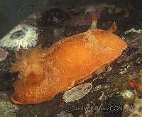 DP014-115 Thordisa rubescens.jpg