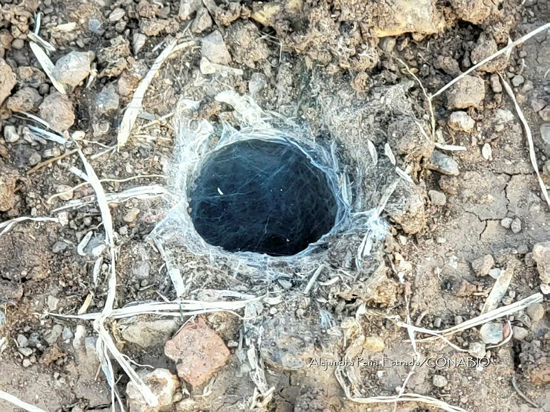 RE009%200060%20Aphonopelma%20pallidum.jpg.jSeuu736MZUj9VNjQA3g0JtbmFja29CbnFuZ3NAbXJ6LGtwZwA.e W9XazvHh