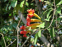 CGL0533 Campsis radicans.jpg