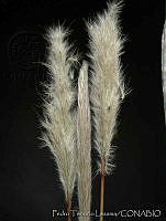 PTL2091 Bothriochloa laguroides.jpg