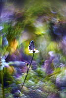 LCPV03 Leptotes sp..jpg