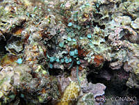 UNAMCCS-0023 Caulerpa peltata.jpg
