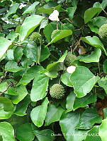 OTVHK040-422 Croton guatemalensis.TIF