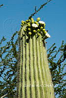 3R 00856 Carnegiea gigantea.tif