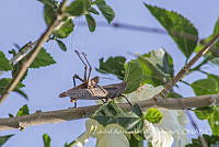 ZAPF0157 Acrididae.jpg