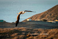 IDG Nat 0043 Phoebastria immutabilis.jpg