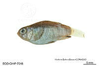 ME006 Peces 056 Floridichthys polyommus.jpg