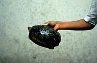 DK1131 Rhinoclemmys areolata.jpg