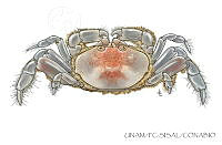 UNAM_FC-SISAL-0086 Pinnotheridae.jpg