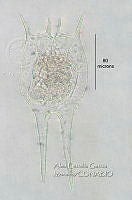 HE009 R 0136 Brachionus havanaensis.jpg