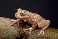 VHJA 0031 Megastomatohyla pellita.jpg