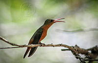 FBA0963 Amazilia rutila.jpg