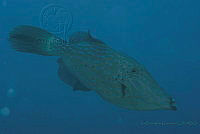 IDG1722 Aluterus scriptus.jpg