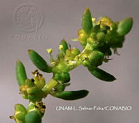 JF078 0057 Batis maritima.jpg