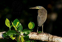 OAO0198 Tigrisoma mexicanum.jpg