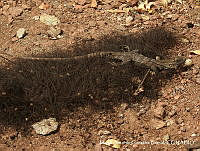 MAGB 0022 Ctenosaura pectinata.JPG